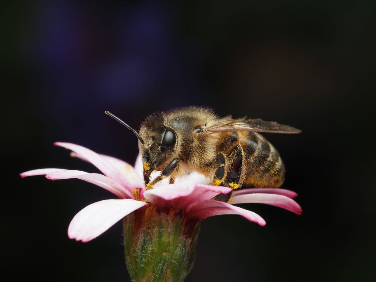 POLLINIS