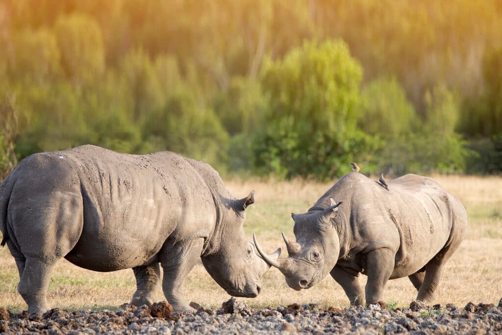 Helping Rhinos